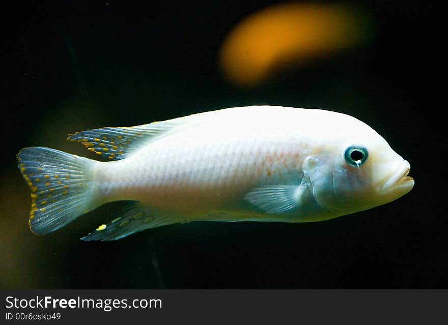 Portrait of nice aquarium fish. Portrait of nice aquarium fish