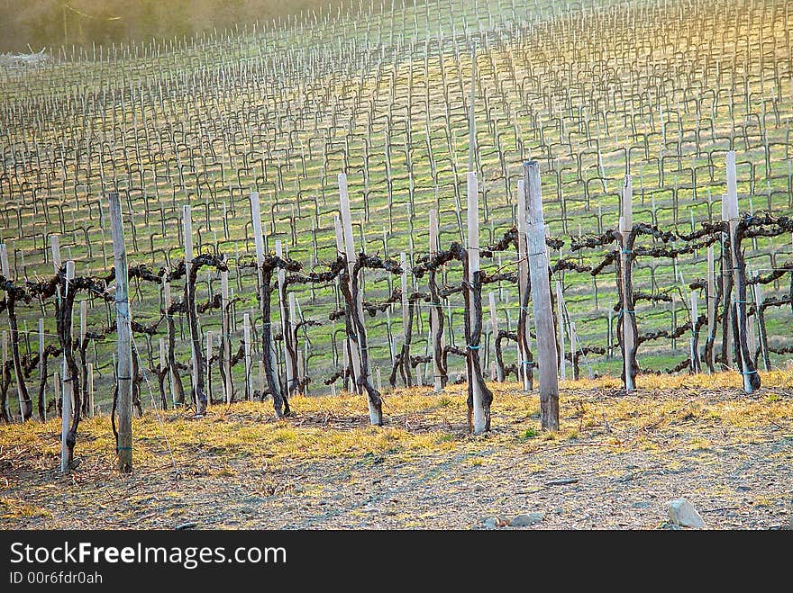 Vineyard - Chianti, Italy