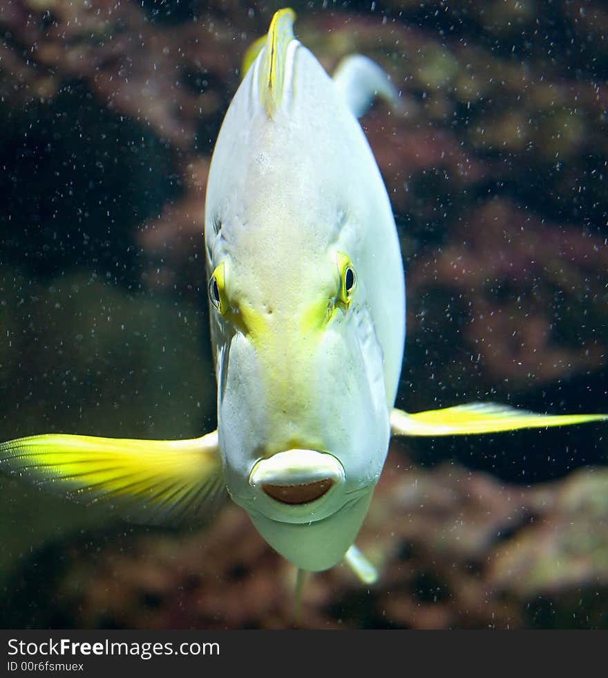 Yellowfin doctorfish 3