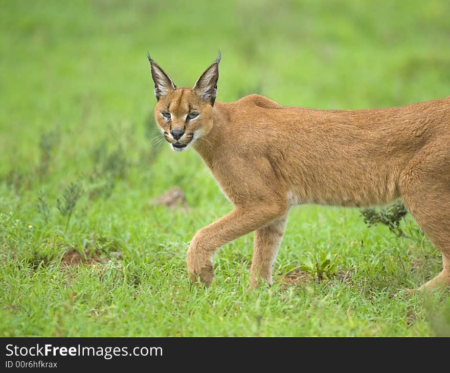 Caracal Stare