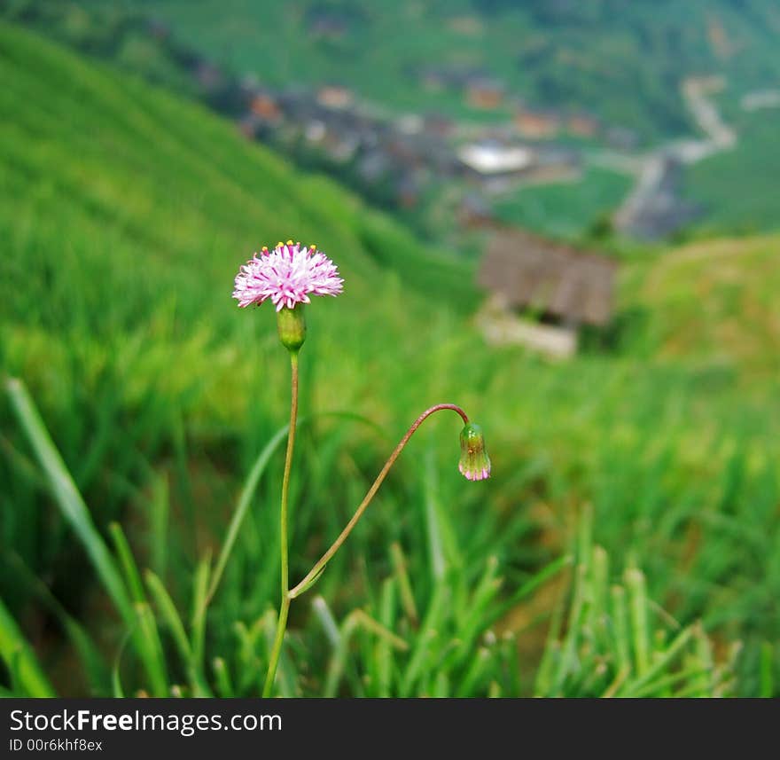 Flower in Terraced field, GuiLin City, GuangXi, China