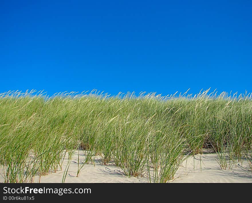 Grass and Sky