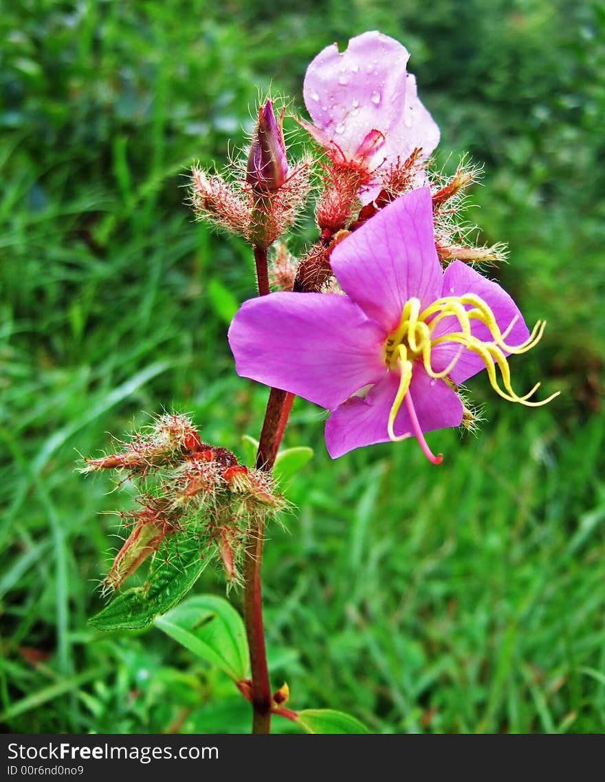 Flower and dew in Terraced field, GuiLin City, GuangXi, China