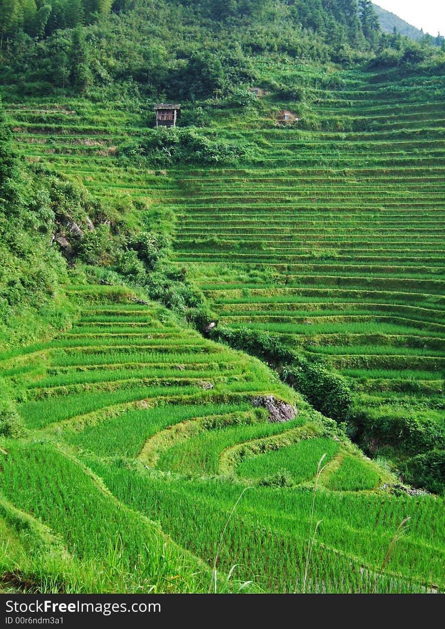 Terraced field