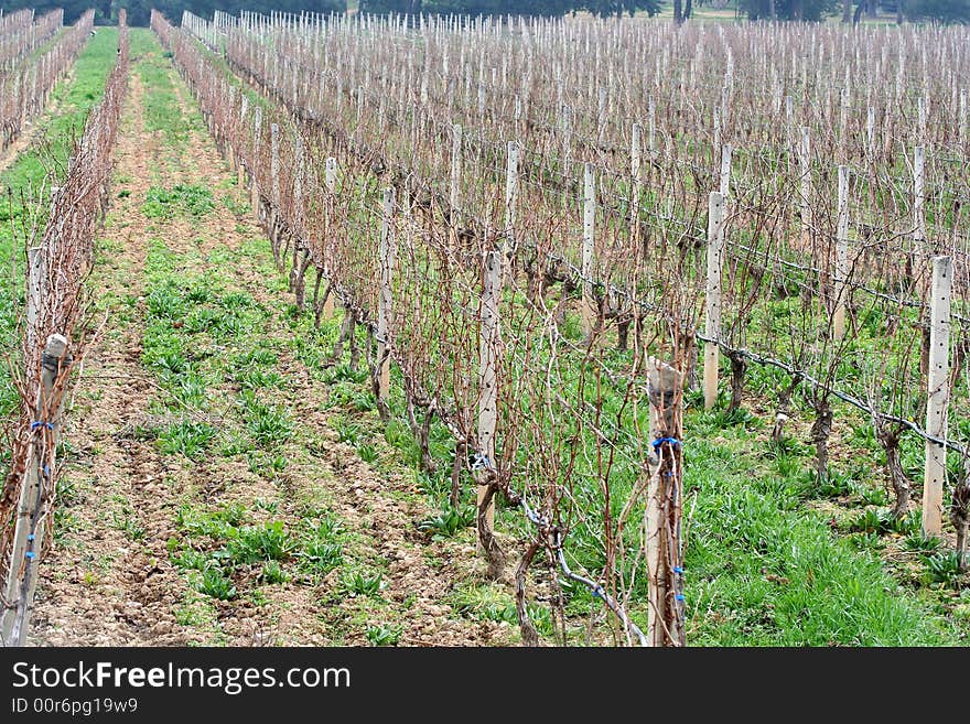 Vineyard at Autumn