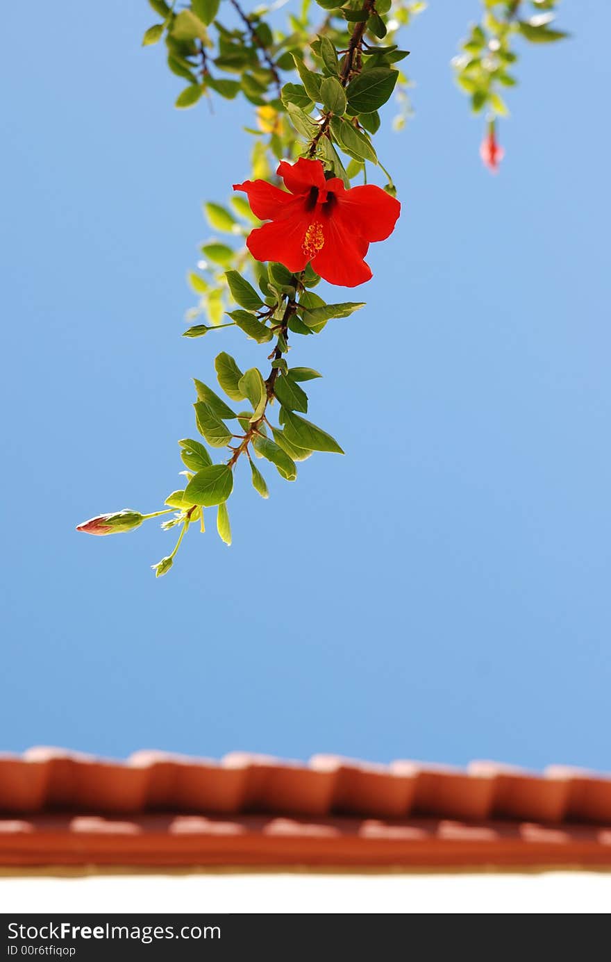 Red hibiscus above the tile roof. Red hibiscus above the tile roof