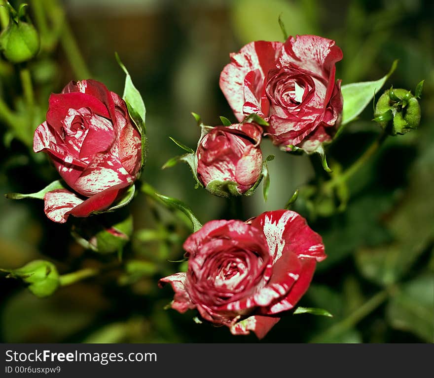 Beautiful red-white sectional roses