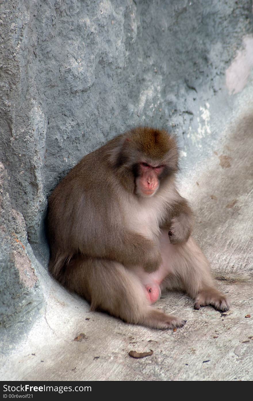 Melancholy monkey