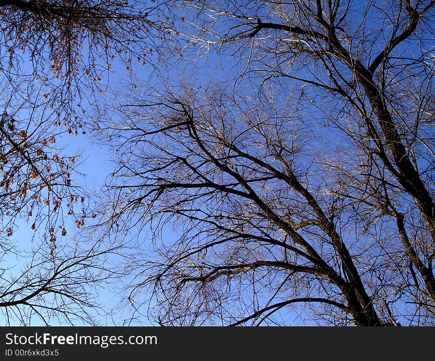 Tree In Sky