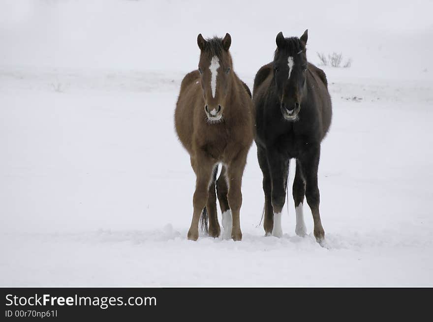 View of horses with white and gray storm clouds in snowy field. View of horses with white and gray storm clouds in snowy field