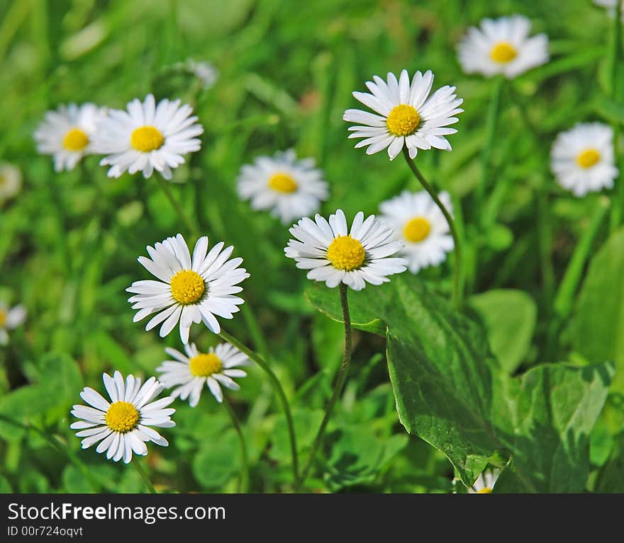 White daisies on a meadow