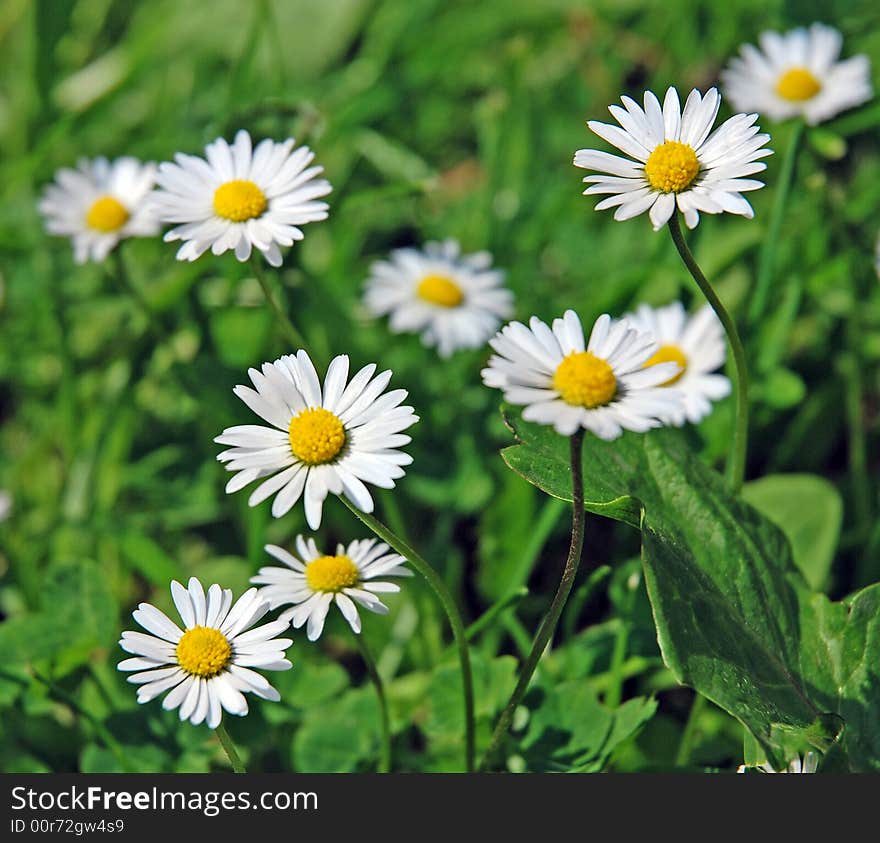 White daisies on a meadow