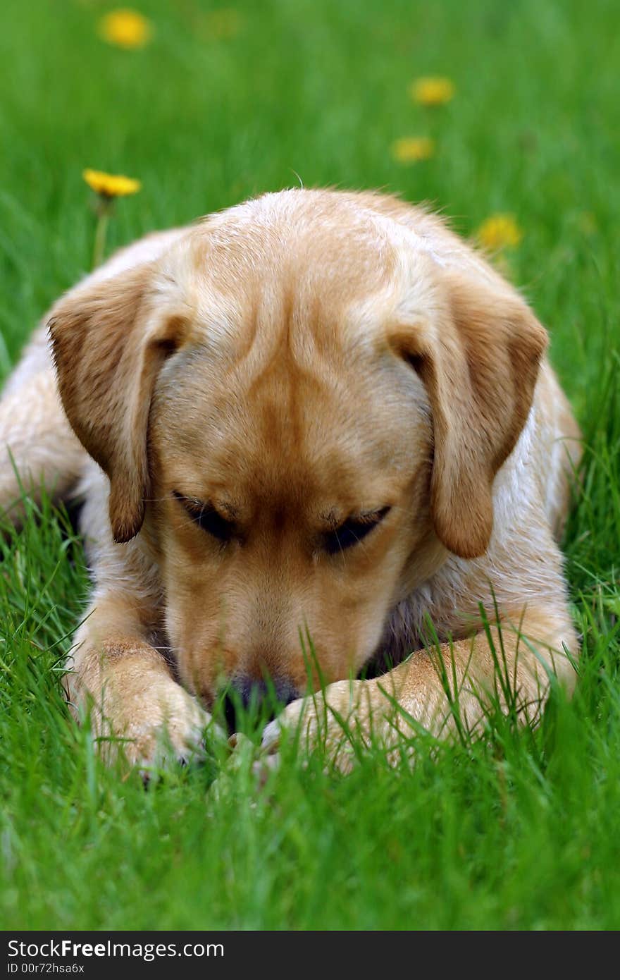 Labby is looking for something in grass. Labby is looking for something in grass