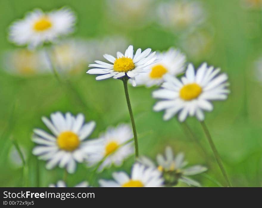 White daisies on a meadow