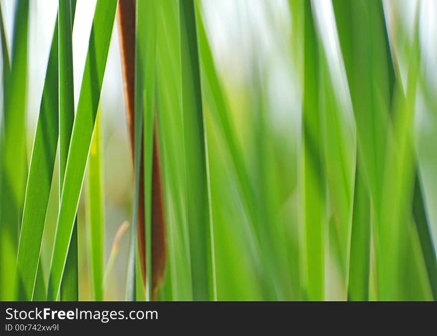 Green reeds in a pond. Green reeds in a pond