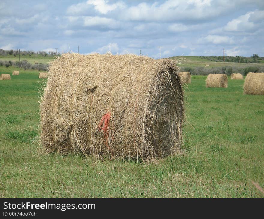 Bales of hay in a field. Bales of hay in a field.