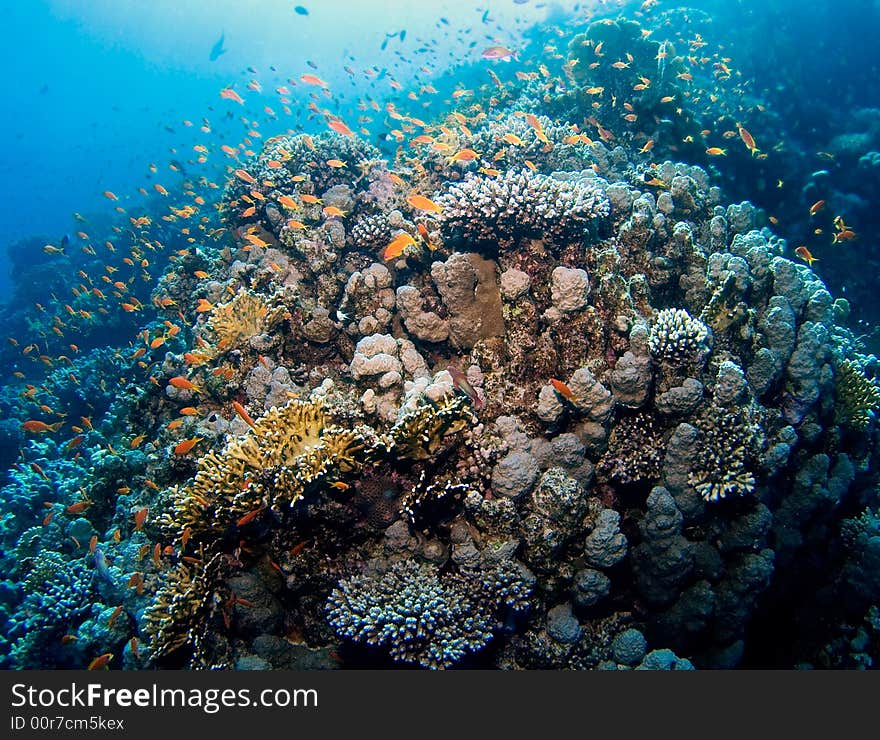 Colorful Reef With Hundreds Of Fishes