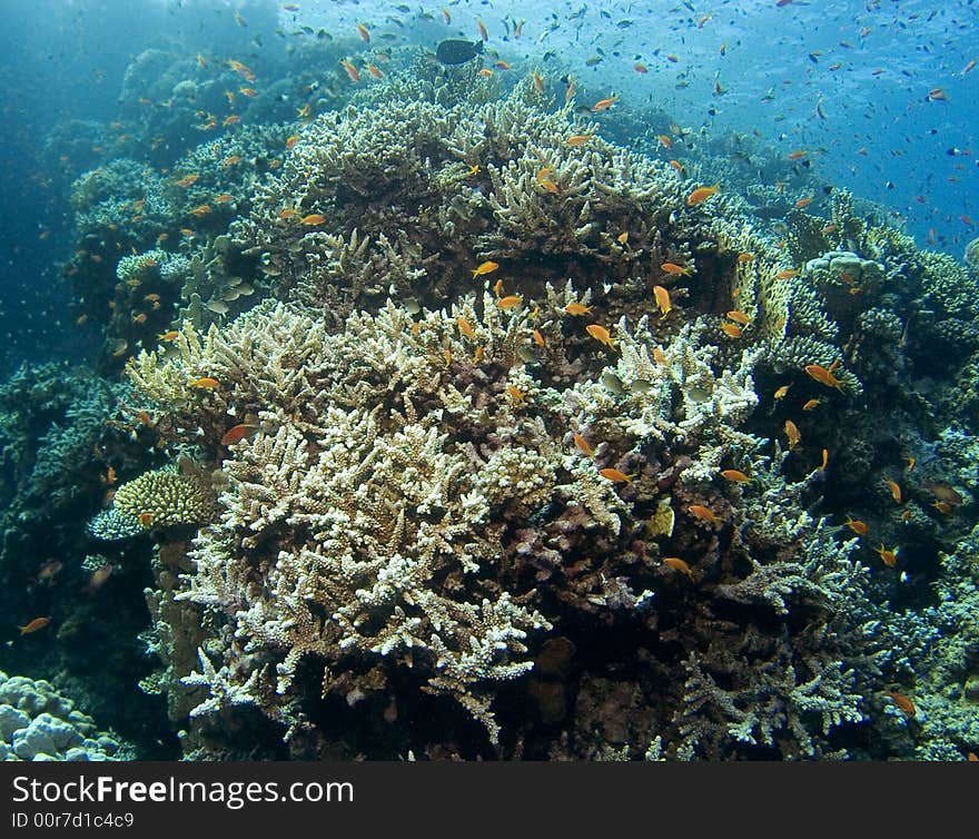 Reef with colorful fishes