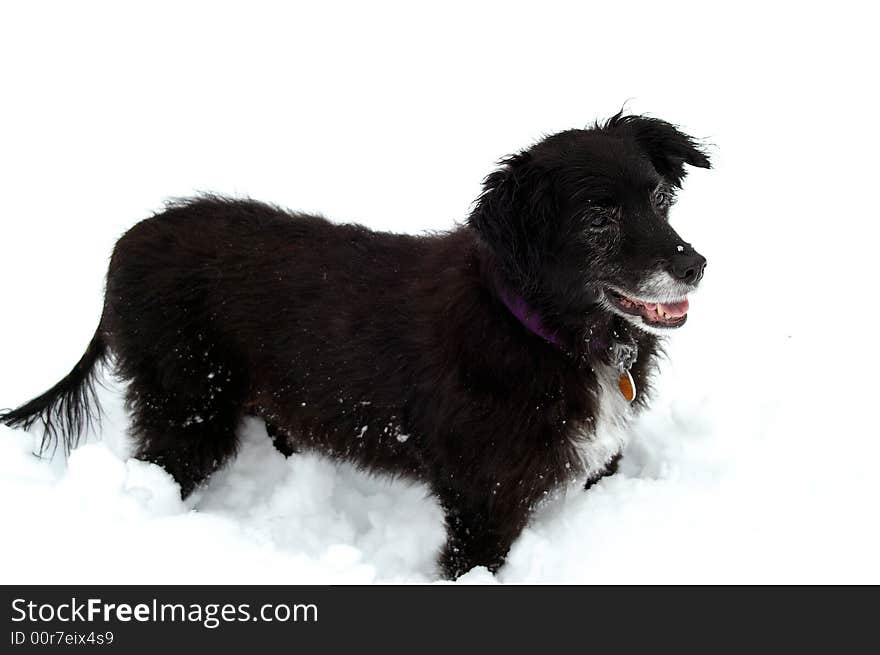 An improper-coated Portuguese Water Dog playing in the snow. An improper-coated Portuguese Water Dog playing in the snow