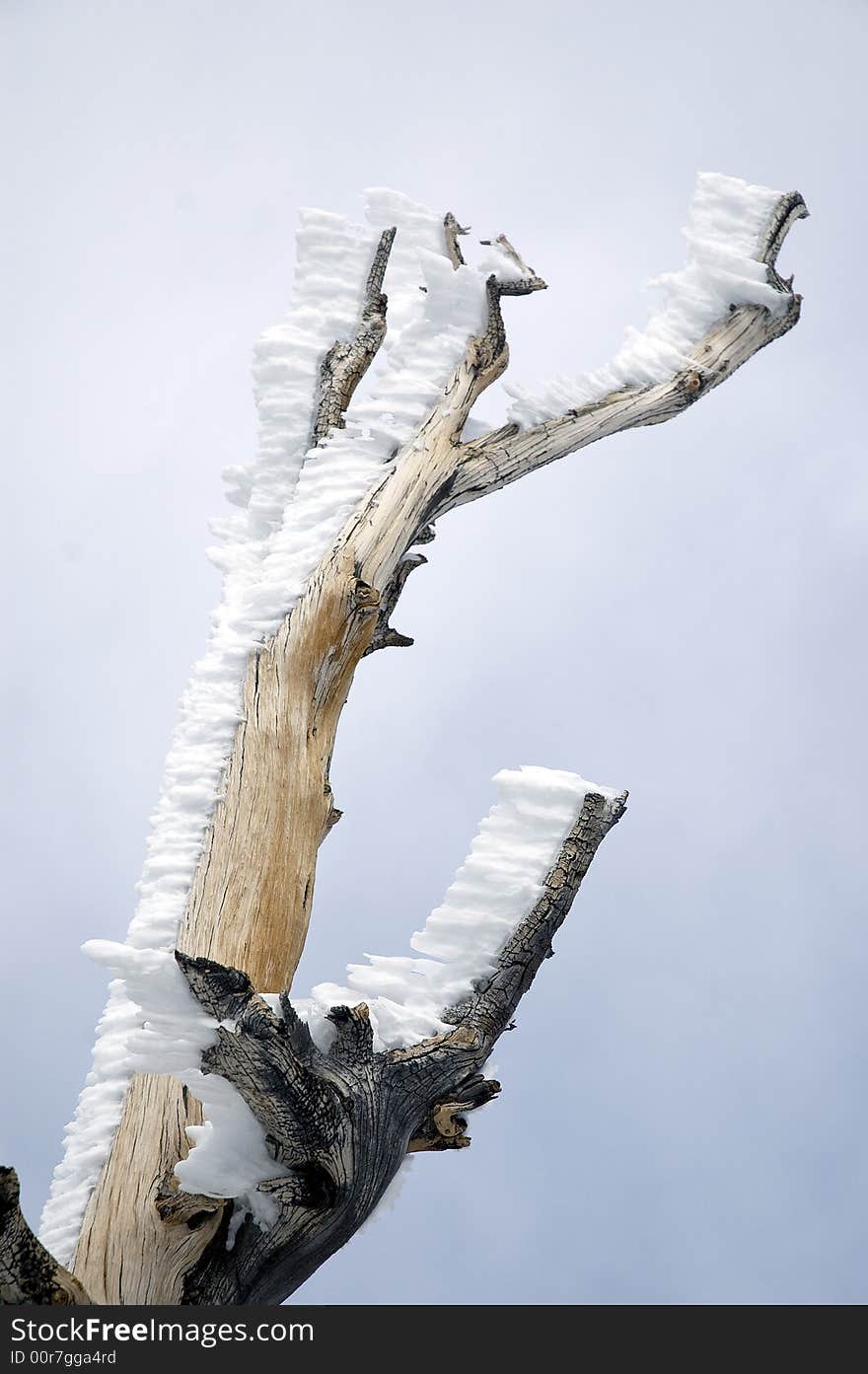 Wind blown snow on a tree trunk. Wind blown snow on a tree trunk