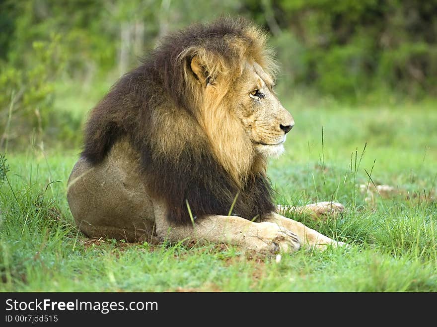 The Main Lion found at Addo Elephant National Park. The Main Lion found at Addo Elephant National Park