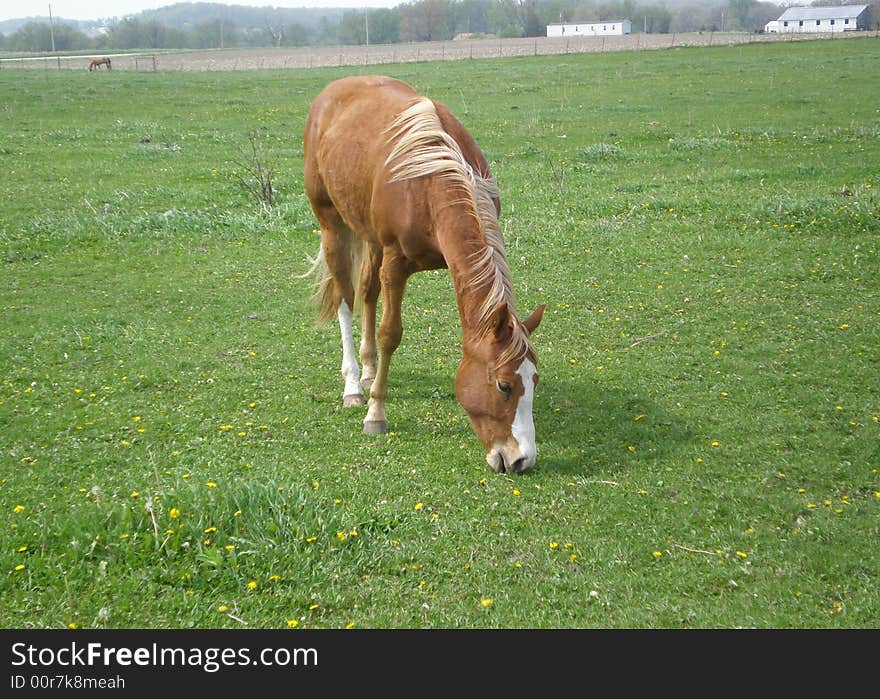 Brown bay horse with blond main and tail eating grass in a pasture with another horse eating grass in the background. Brown bay horse with blond main and tail eating grass in a pasture with another horse eating grass in the background