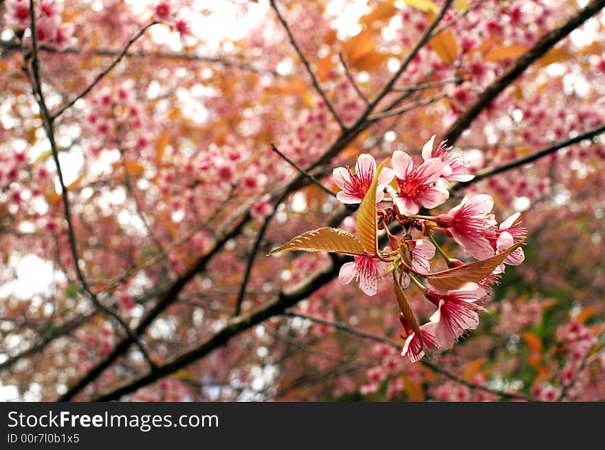 Pink Flower