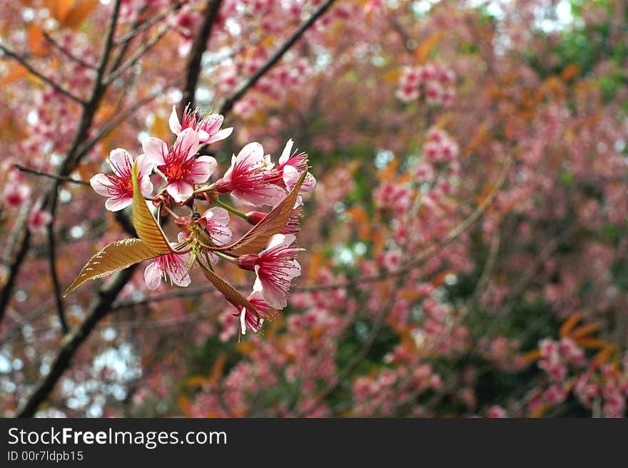 Pink Flower