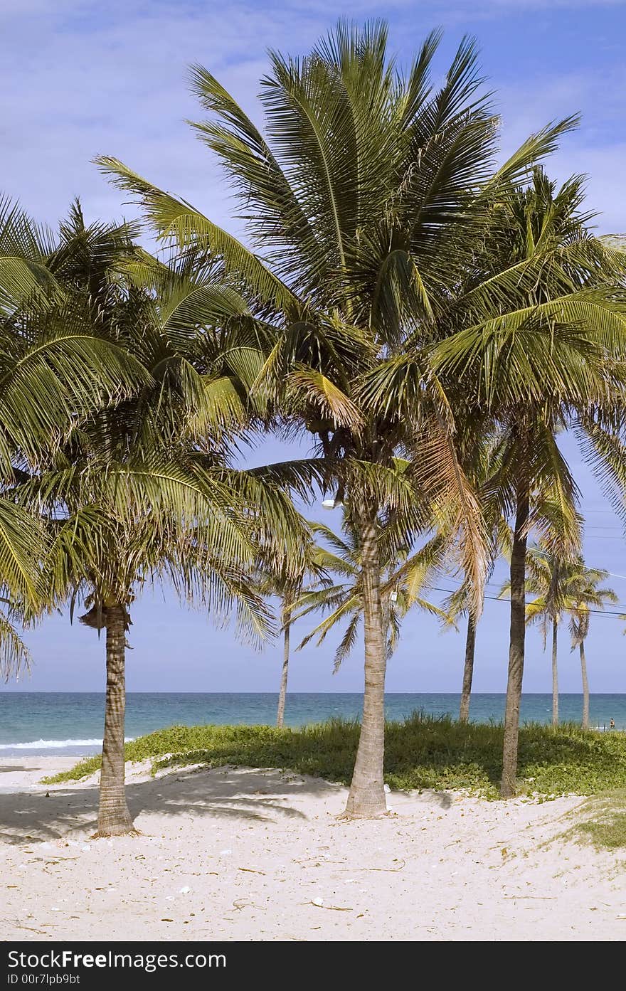 A view of tropical beach with coconut palm trees. A view of tropical beach with coconut palm trees