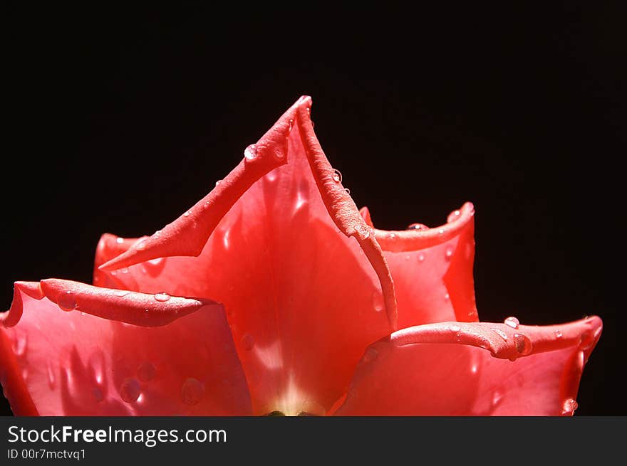 Pink rose on black background