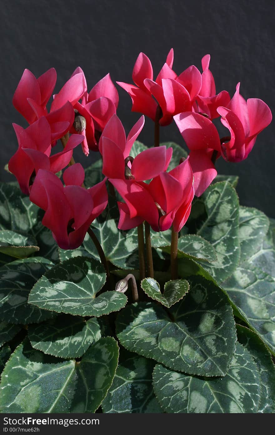 Beautiful red flowers in nature