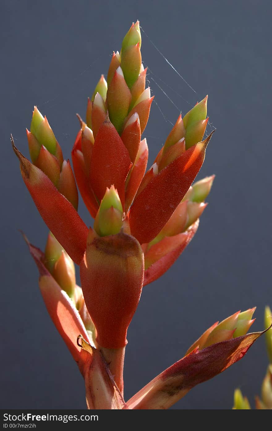 Beautiful red flower in nature. Beautiful red flower in nature