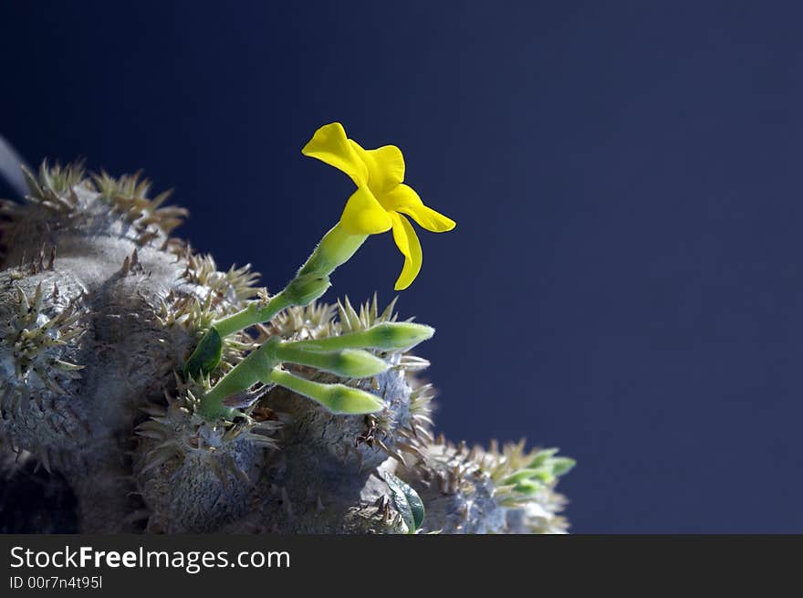 Beautiful yellow flower in nature. Beautiful yellow flower in nature