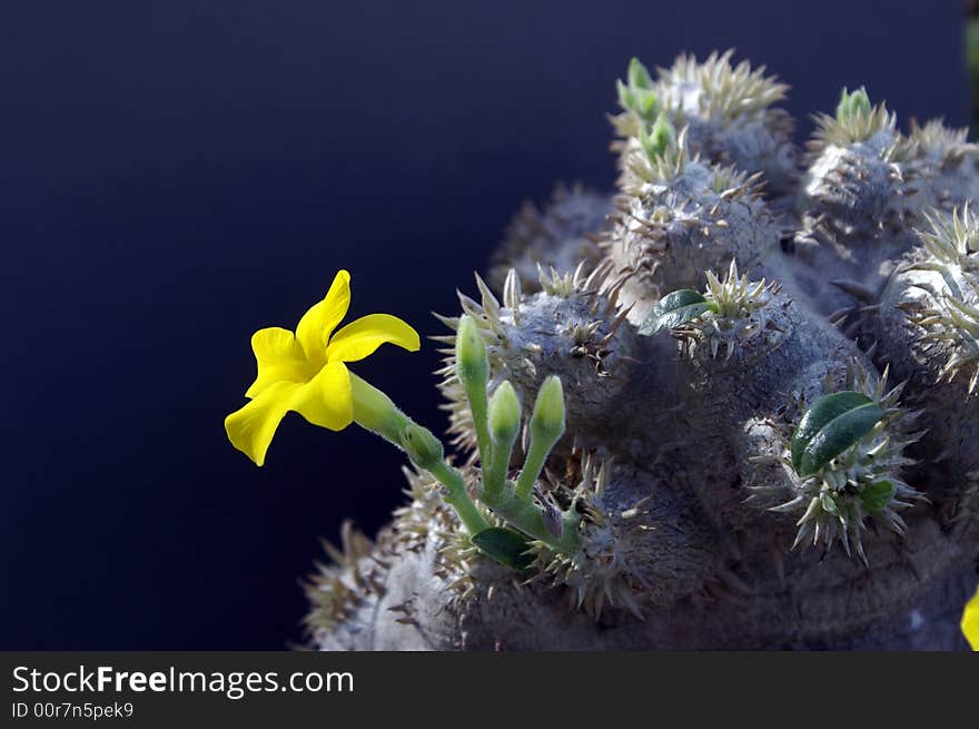 Beautiful yellow flower in nature. Beautiful yellow flower in nature