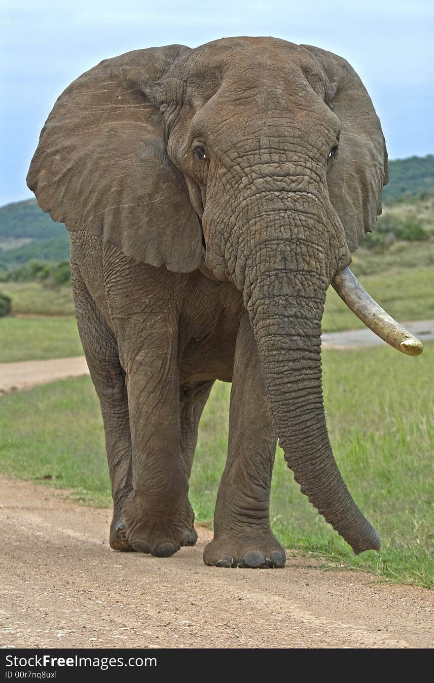 The Famous 1 tusker Bull Elephant called Skukuza. The Famous 1 tusker Bull Elephant called Skukuza