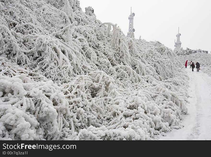 The trees was covered with ice & snow. The trees was covered with ice & snow.