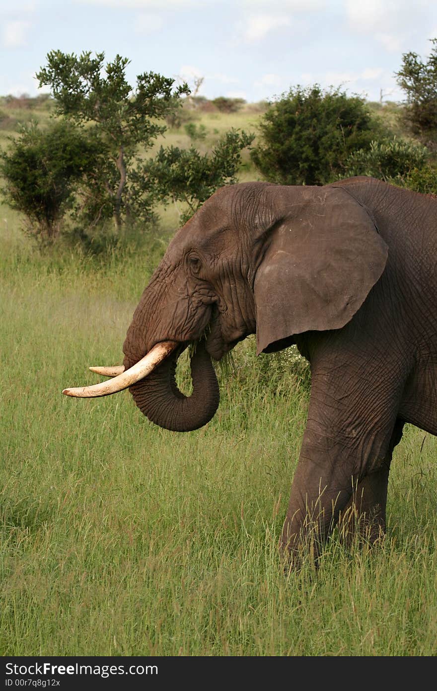 African Elephant Feeding