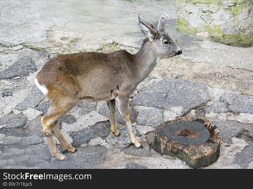 Young deer in zoo