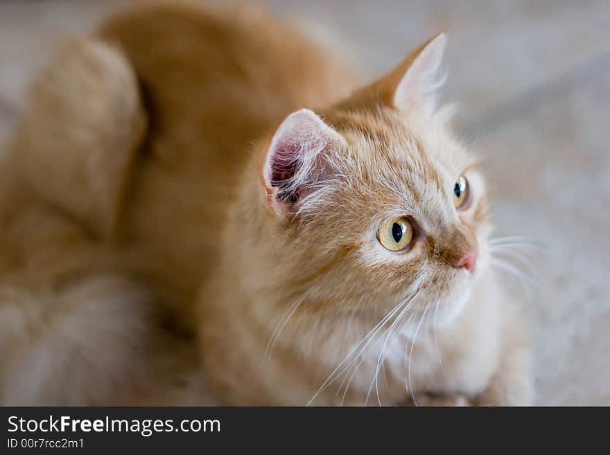 Rufous cat lying on ceramic tile floor and look forward #2