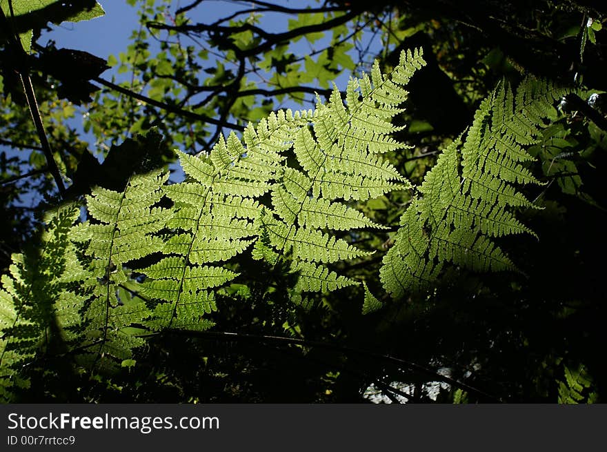 Ferns In Nature