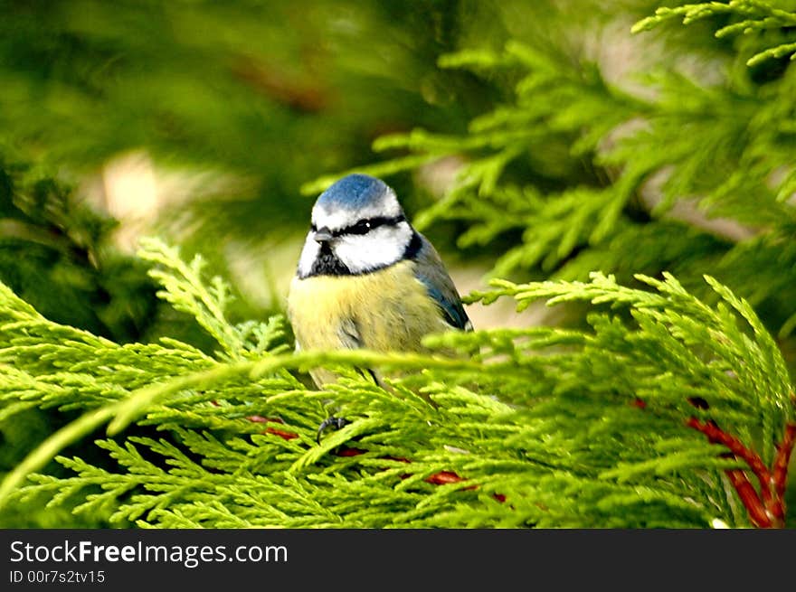 Blue tit in trees