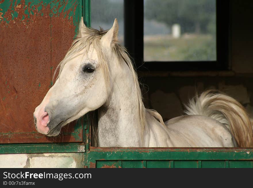 White Horse