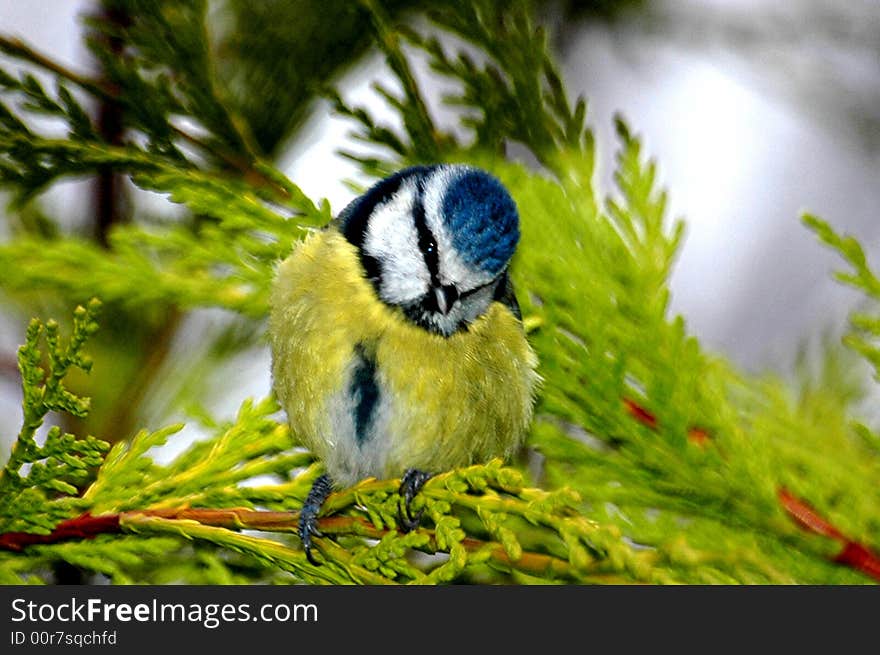 Blue Tit In Trees