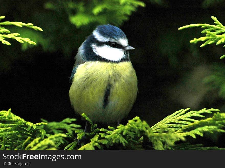 Blue tit in trees