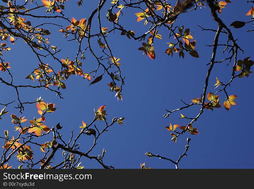 Young leafs in spring season