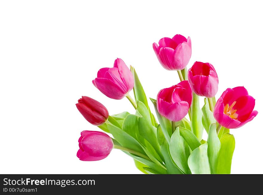 Tulips