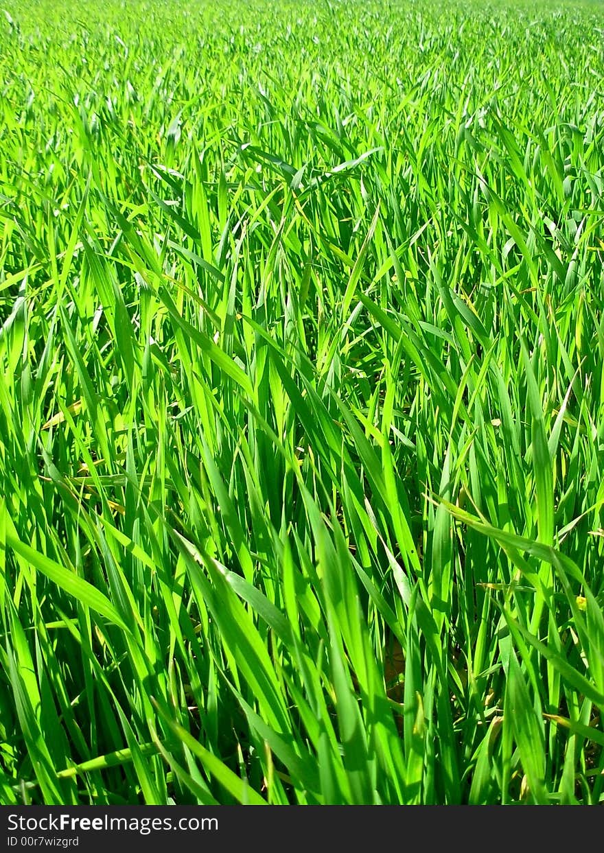 Field of green wheat.