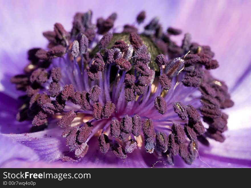 Close-up/Macro of a Blue Anemone flower. Seen both in gardens, nature and as a bouquet these beatufil flowers are loved by many