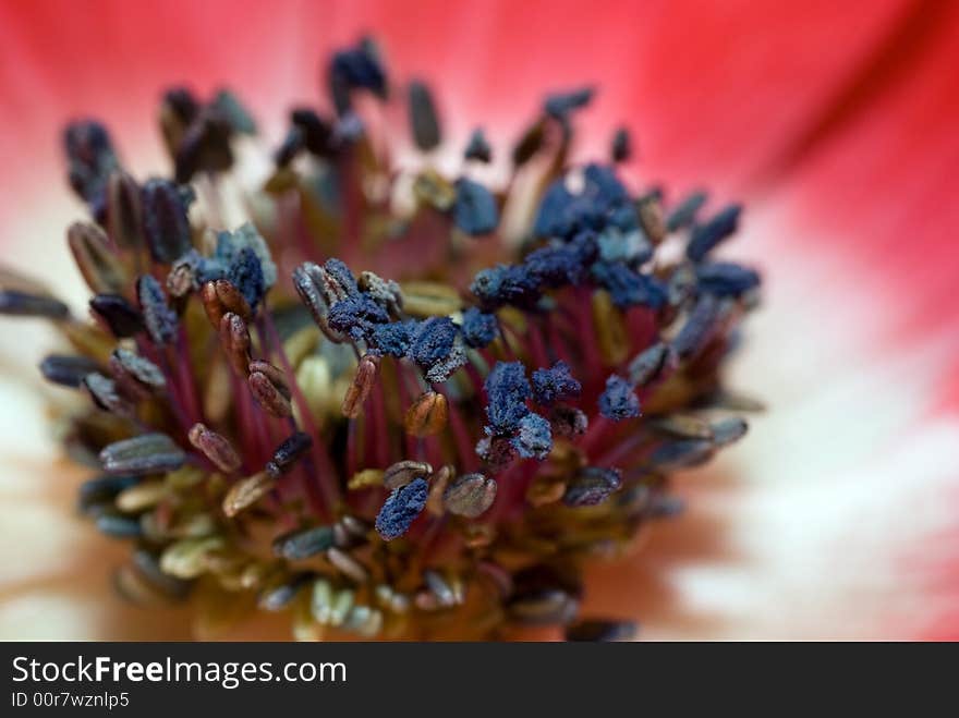 Close-up/Macro of a red Anemone flower. Seen both in gardens, nature and as a bouquet these beautiful flowers are loved by many