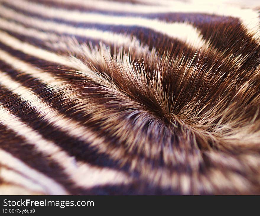 This was a specimen in the Monarto zoo, South Australia. This was a specimen in the Monarto zoo, South Australia.